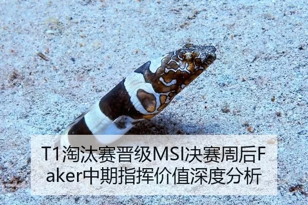 T1淘汰赛晋级MSI决赛周后Faker中期指挥价值深度分析